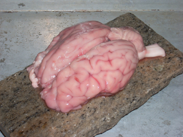 raw calves brain