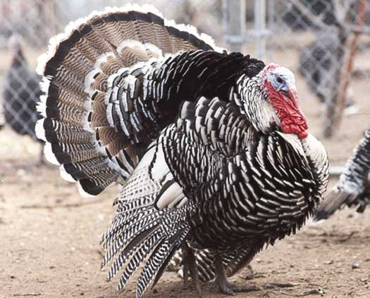 heirloom turkey