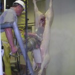 spliting hog carcase