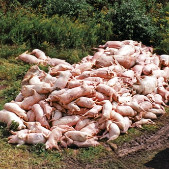 dead pigs