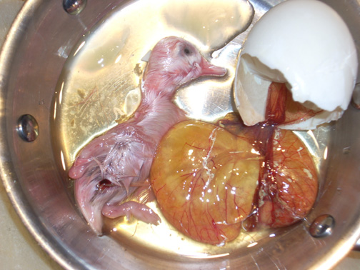 cracked balut egg
